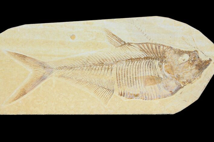 Detailed Fossil Fish (Diplomystus) - Wyoming #116772